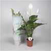 Spathiphyllum Sweet Lauretta
