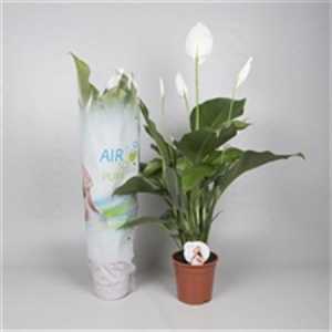 Spathiphyllum Sweet Lauretta