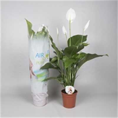 Spathiphyllum Sweet Lauretta