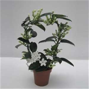 Stephanotis Fleur Parfum 11/13