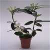 Stephanotis Fleur Parfum 2/3