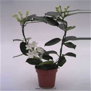 Stephanotis Fleur Parfum 2/3