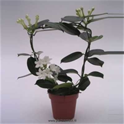 Stephanotis Fleur Parfum 2/3