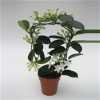 Stephanotis Fleur Parfum 7/8