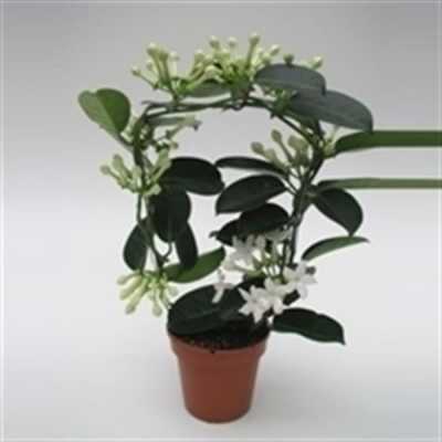 Stephanotis Fleur Parfum 7/8