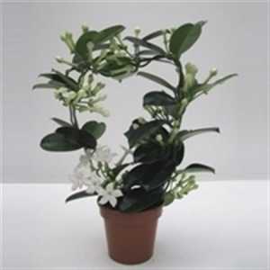 Stephanotis Fleur Parfum 9/10