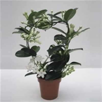Stephanotis Fleur Parfum 9/10