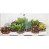 Succulenten Gemengd