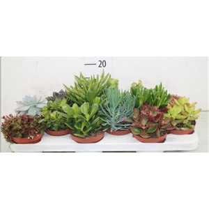 Succulenten Gemengd