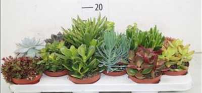 Succulenten Gemengd
