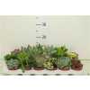 Succulenten Gemengd