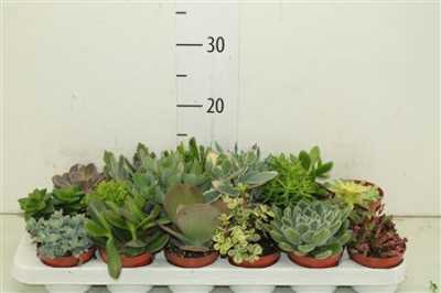 Succulenten Gemengd