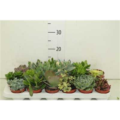 Succulenten Gemengd