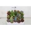 Succulenten Gemengd
