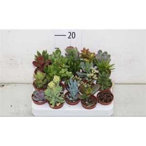 Succulenten Gemengd