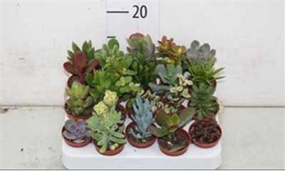 Succulenten Gemengd
