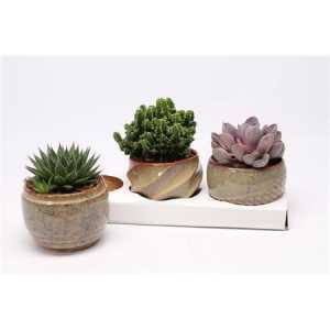 Succulenten Gemengd In Geneve