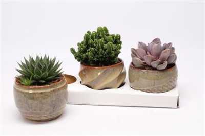 Succulenten Gemengd In Geneve