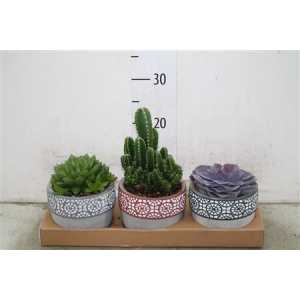 Succulenten Gemengd In Mexico