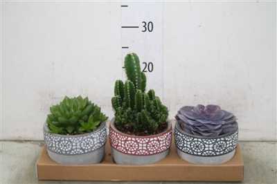 Succulenten Gemengd In Mexico