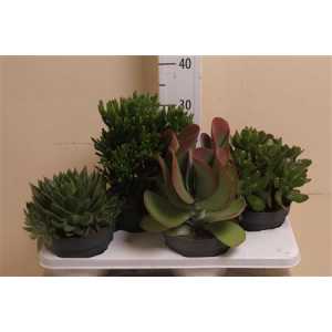 Succulenten Mix