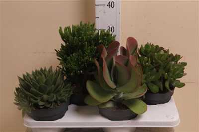 Succulenten Mix