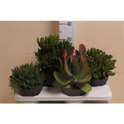 Succulenten Mix
