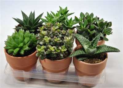 Succulenten Mix In Tanzania