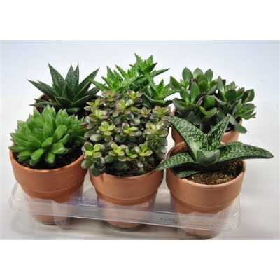 Succulenten Mix In Tanzania
