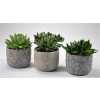 Succulenten Mix In Toledo Keramiek