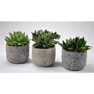 Succulenten Mix In Toledo Keramiek