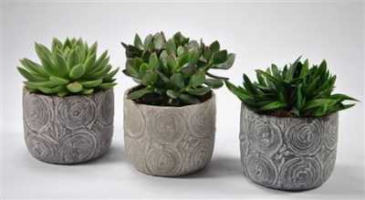 Succulenten Mix In Toledo Keramiek