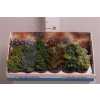 СУККУЛЕНТЫ МИКС Succulenten Gemengd D12 H20 X8