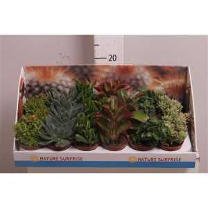 СУККУЛЕНТЫ МИКС Succulenten Gemengd D12 H20 X8