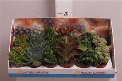 СУККУЛЕНТЫ МИКС Succulenten Gemengd D12 H20 X8