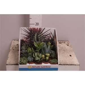 Succulenten Mix Showdoos