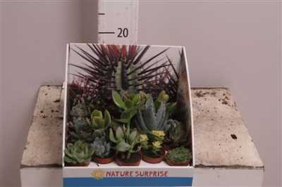 Succulenten Mix Showdoos