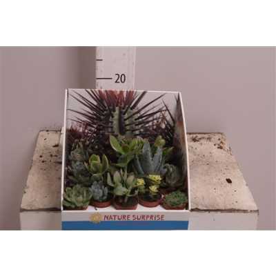 Succulenten Mix Showdoos