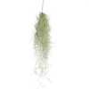 Tillandsia Usneoides 50cm