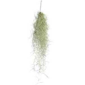 Tillandsia Usneoides 50cm