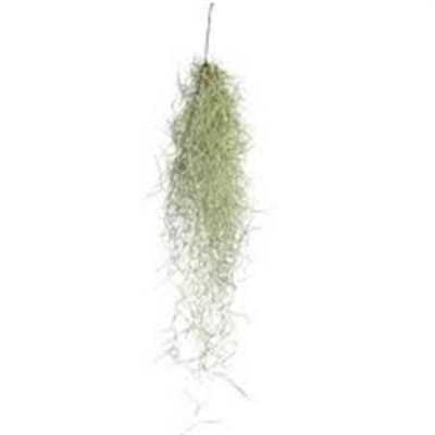 Tillandsia Usneoides 50cm