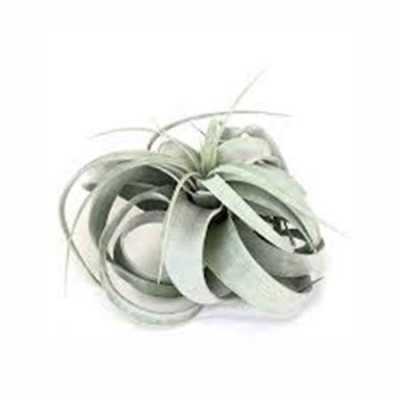 Tillandsia Xerographica