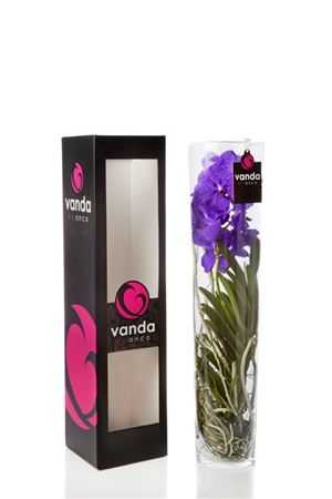 Vanda Blue In Lisanne Glas 70cm