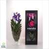 Vanda Mix In Champagne Glas