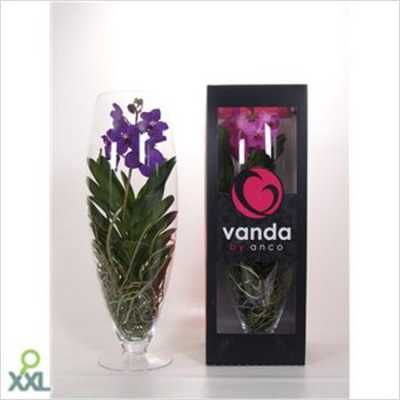 Vanda Mix In Champagne Glas