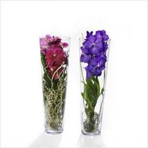 Vanda Mix In Lisanne Glas 70cm