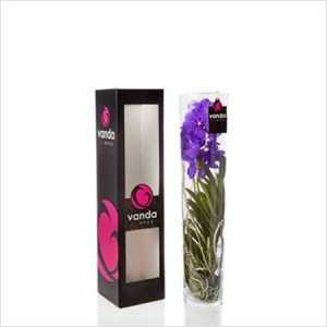 Vanda Mix In Michelle 70cm Glas
