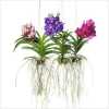 Vanda Mix L
