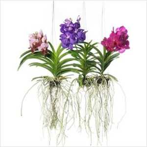 Vanda Mix L