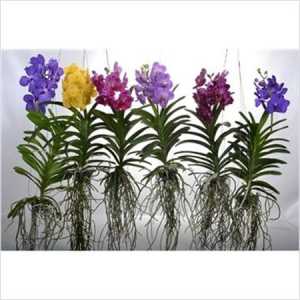 Vanda Mix Xl